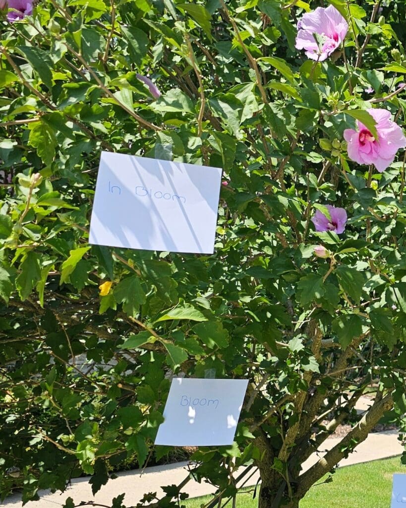 This photograph shows a close up of an althea tree with pink flowers. Stuck to it are two pieces of paper in view. One says "In Bloom" and the other says "Bloom".
